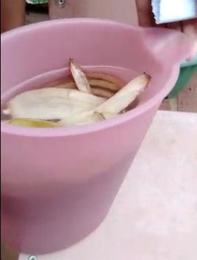 Composto de cascas de bananas e água