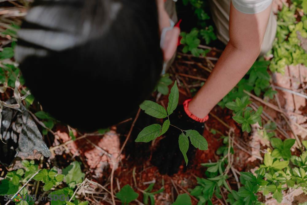 Agusan Council Tree Planting Activity