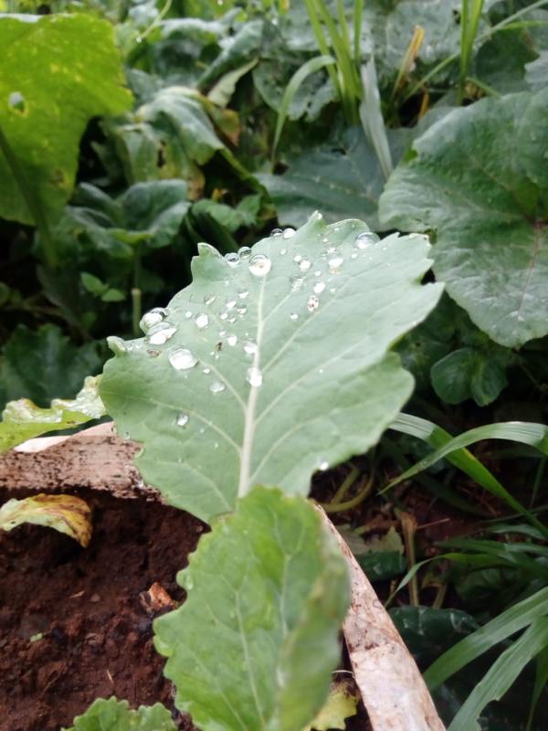 FOOD FOR LIFE  PROJECT PHASE 2 (3)-KENYA