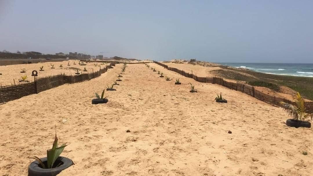 Reboisement corniche Guediawaye 