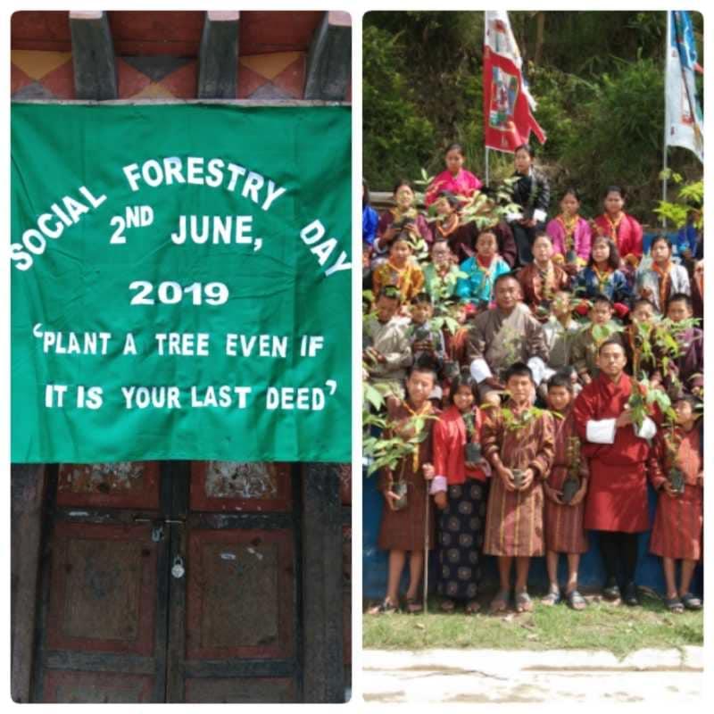 Tree Plantation