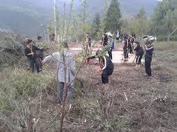 maintaining of tree saplings on 2 june