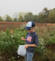 Gathering Native Wildflower Seeds with the DNR