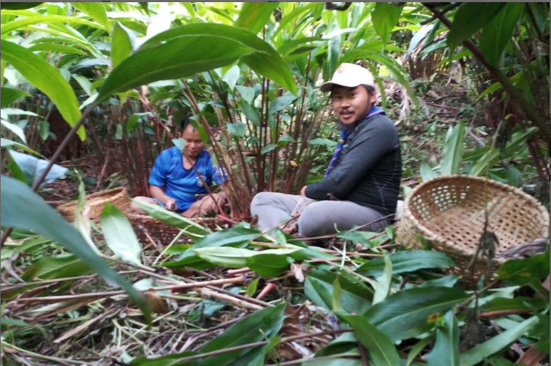Cardamom Harvesting to help the need.