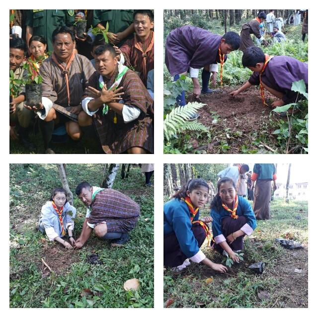 TREE PLANTATION