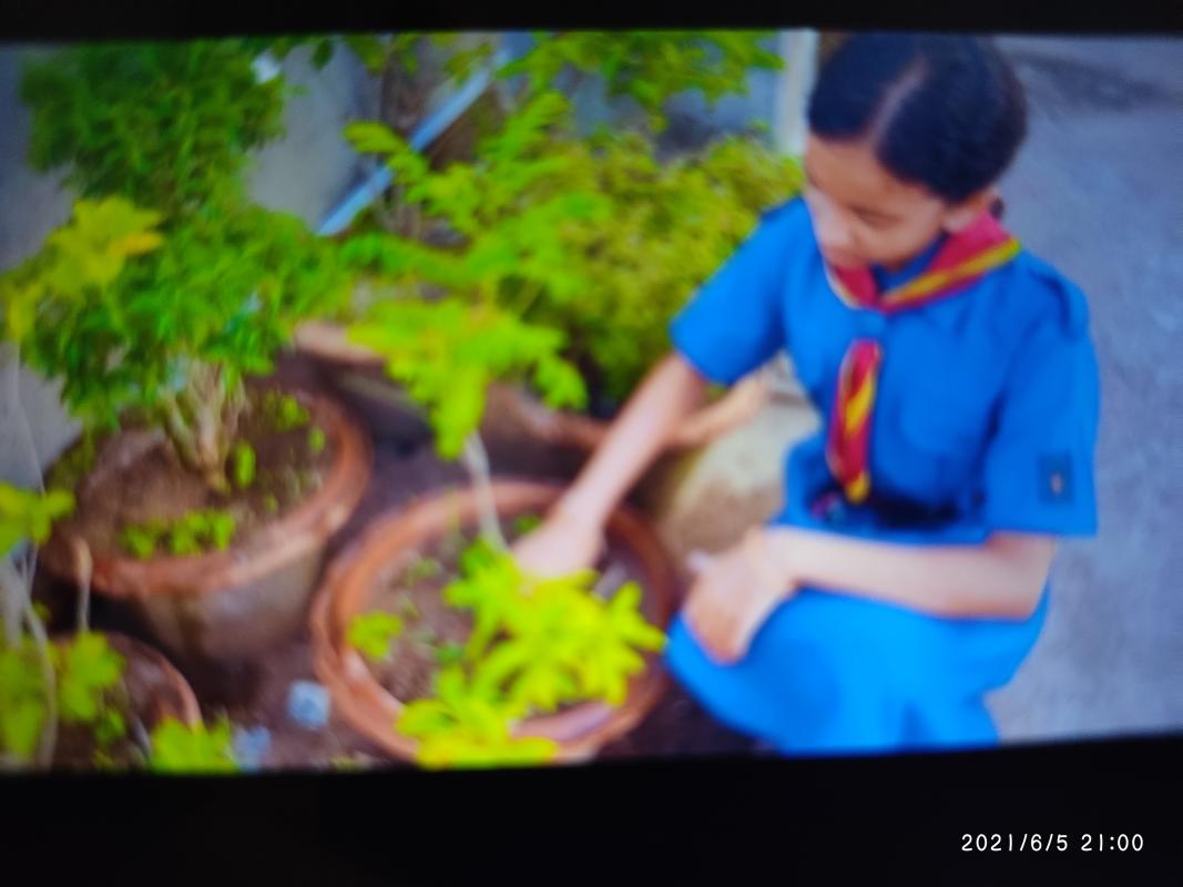 plantation to celebrate world environment day. 