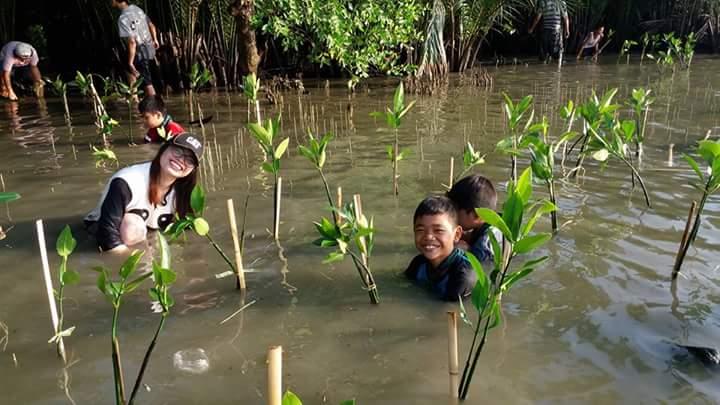 mangrove planting