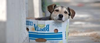 Arrecadação de Ração Animal