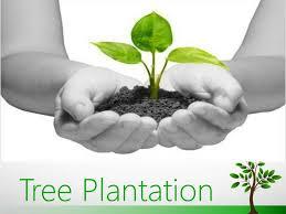 plantationprogramme 