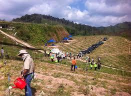 REFORESTATION
