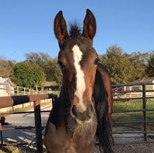 Cleaned up horse stables