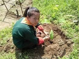 400 Cypress tree plantation at Nganglam Higher secondary school