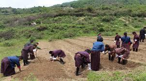 participated in potato cultivation