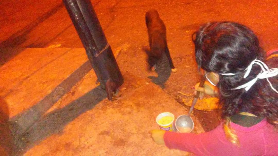 Generando una mejor calidad de vida en cuanto a la nutrición, amor, atención y respeto en los perros que se encuentran en condición de calle de la comunidad “La Plazuela” de Táriba, Municipio Cárdenas del Estado Táchira, Venezuela 