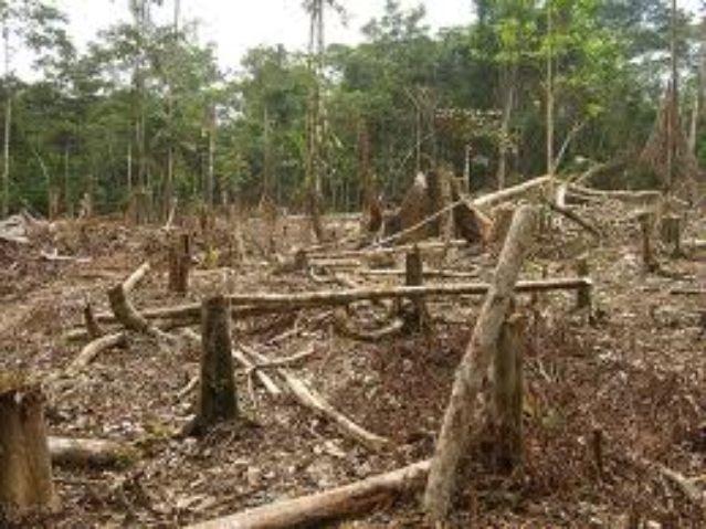 Desforestation