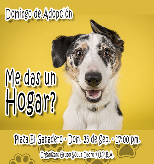 Diseño de arte para campañas gráficas.