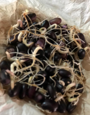 HUERTA EN CASA, VIDA SANA 