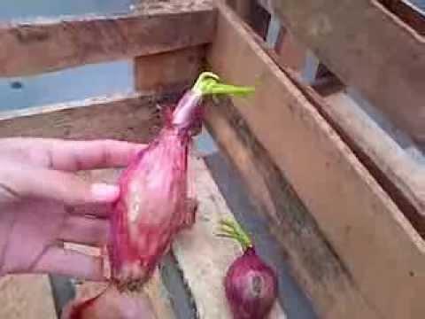 Mi Techo Verde