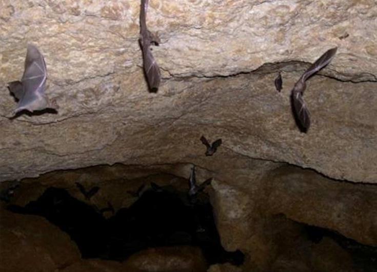 Conservemos la Cueva El Pico
