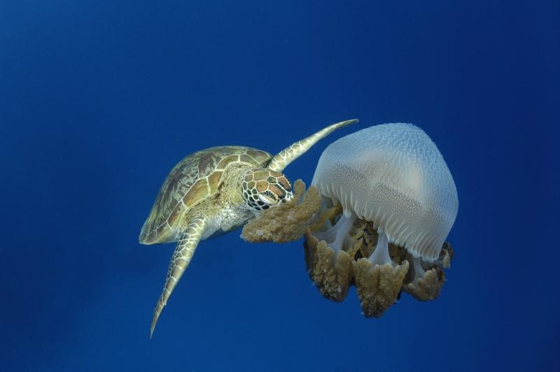 Sea turtles protection project 