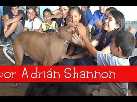 La castracion animal reduce la sobrepoblacion