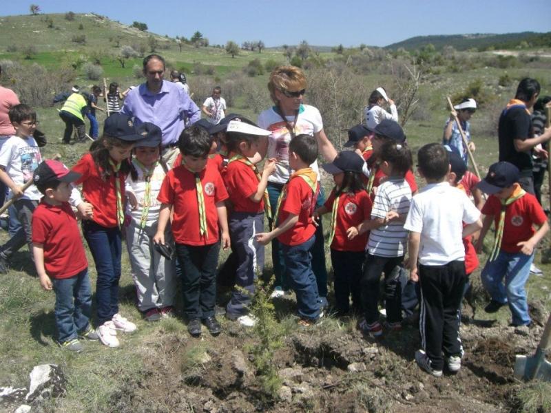 A NEW WOODS AREA WITH 2000 NEW PINE AND FIR TREES 