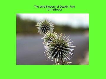 SCOUTS PRESENTING THEIR ADVENTURE wild flowers