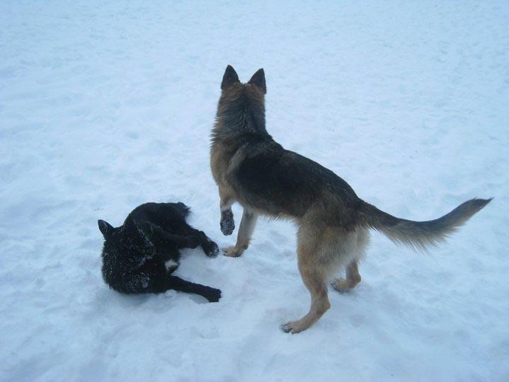 ANKARA BORAN SCOUT TROOP AT ÇAMKORU WOODS TO MAKE SNOVY ACTİON