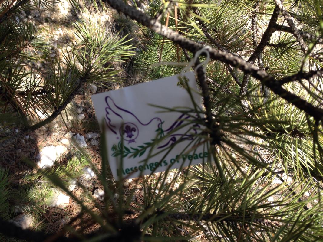 Scout Trail
