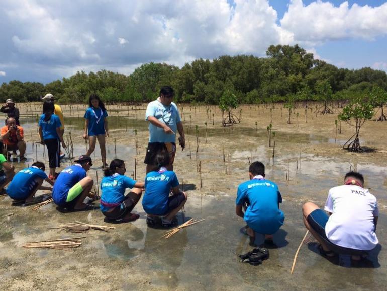 Mangrove Tree planting 