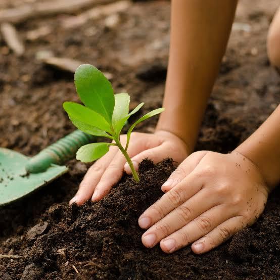 PLANTING