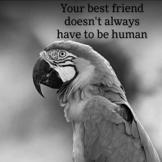 6.Friend to Birds (Sankalp Activitie) 