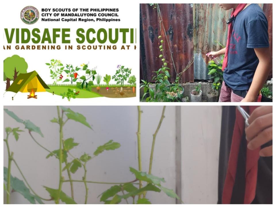 COVIDSAFE SCOUTING