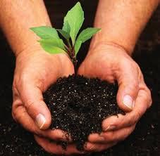 Planting of trees