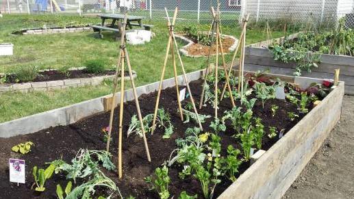 Jardins communautaires, éducatifs et collectifs