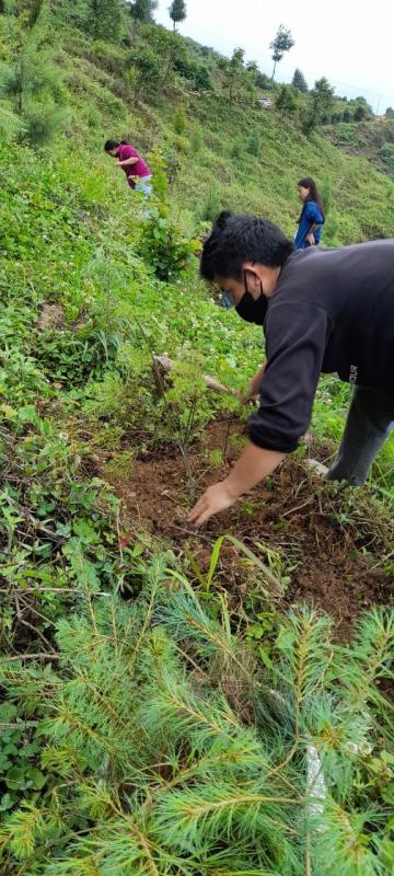 Tree Plantation: World Environment Week 