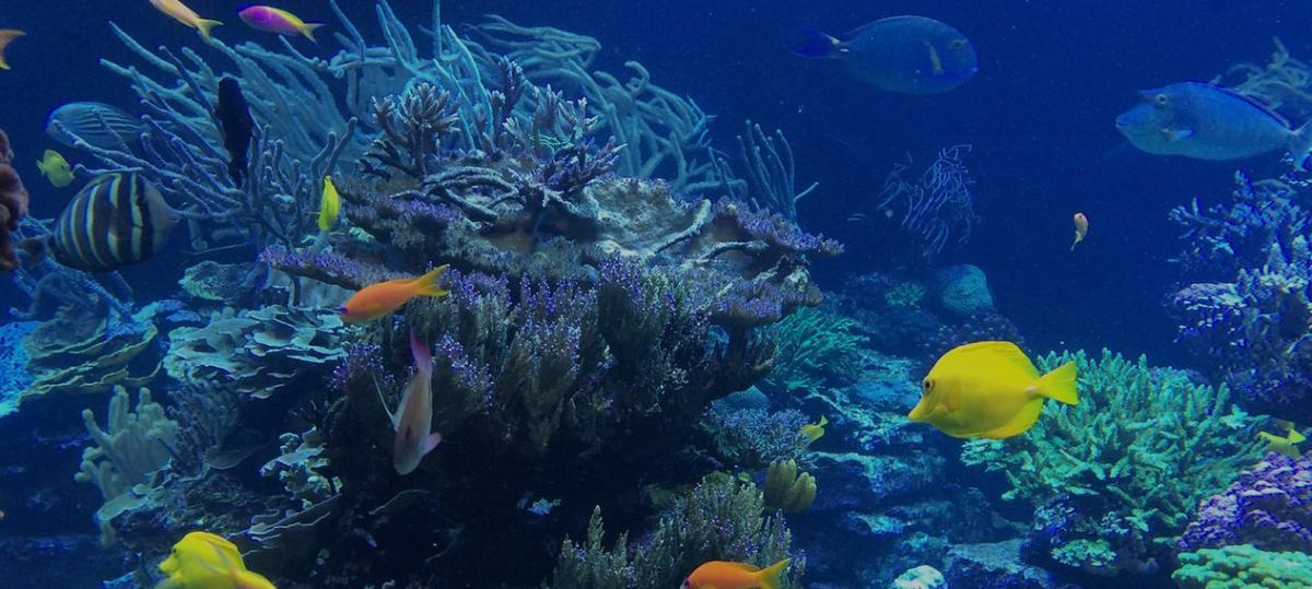 Save Oceans