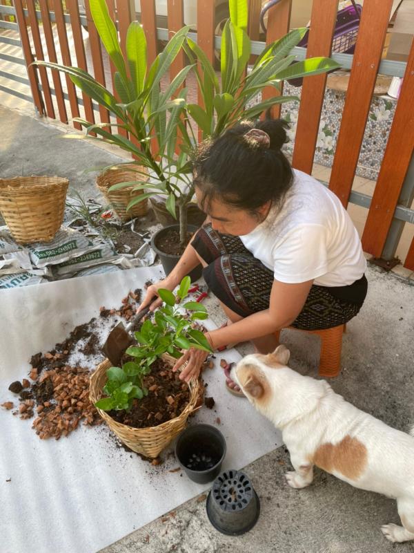 ปลูกต้นไม้  