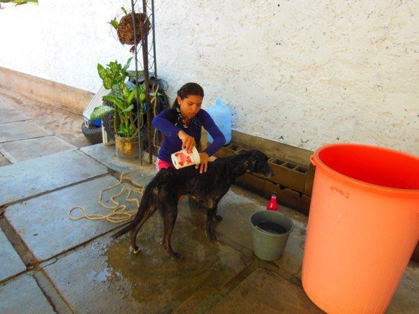 Cuidando a un Ángel de 4 Patas