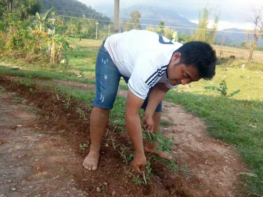 Greening the white stupa