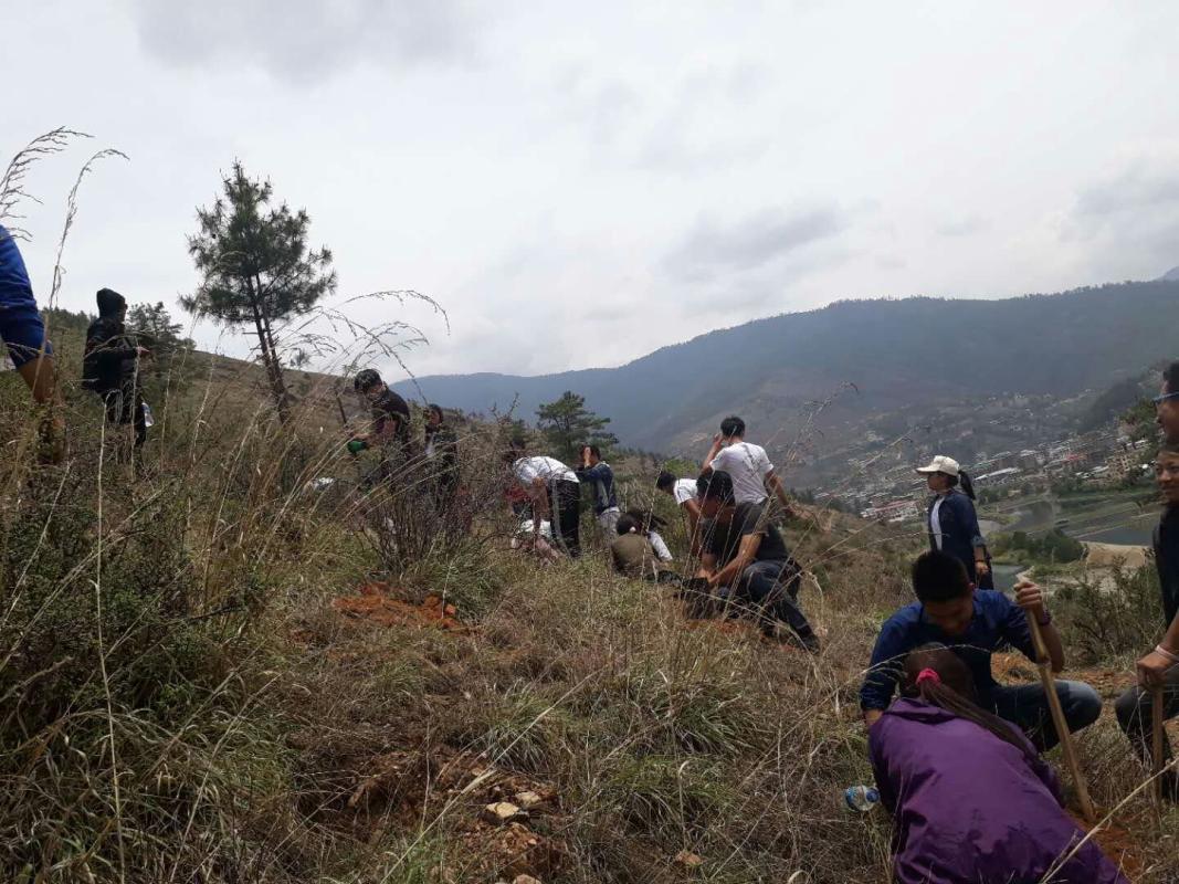 Tree Plantation