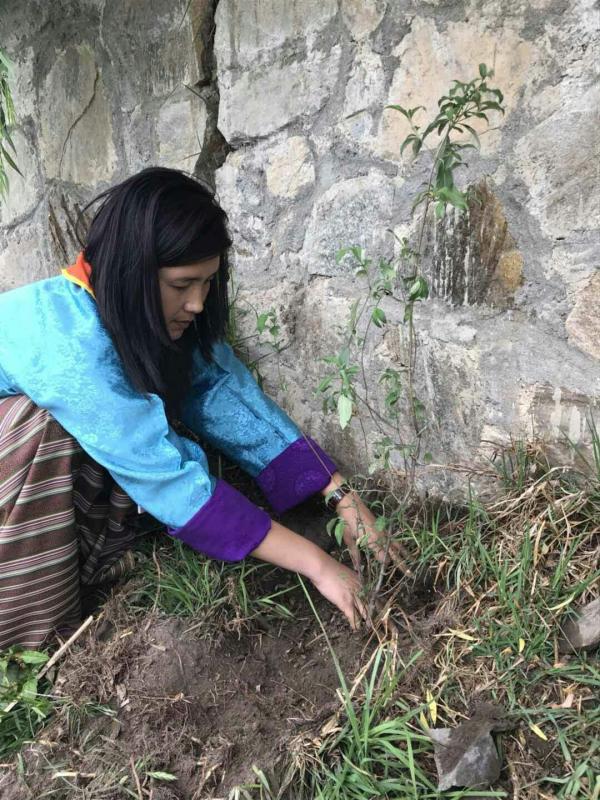 Plantation of a sapling