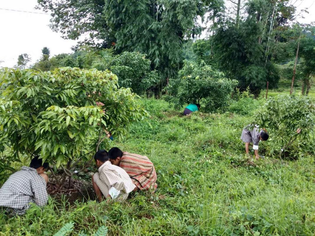 tree plantation on world peace day
