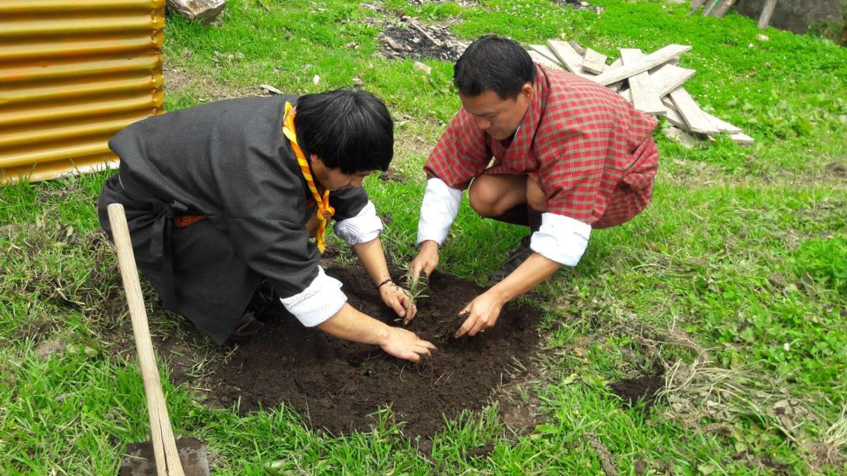 Tree plantation 
