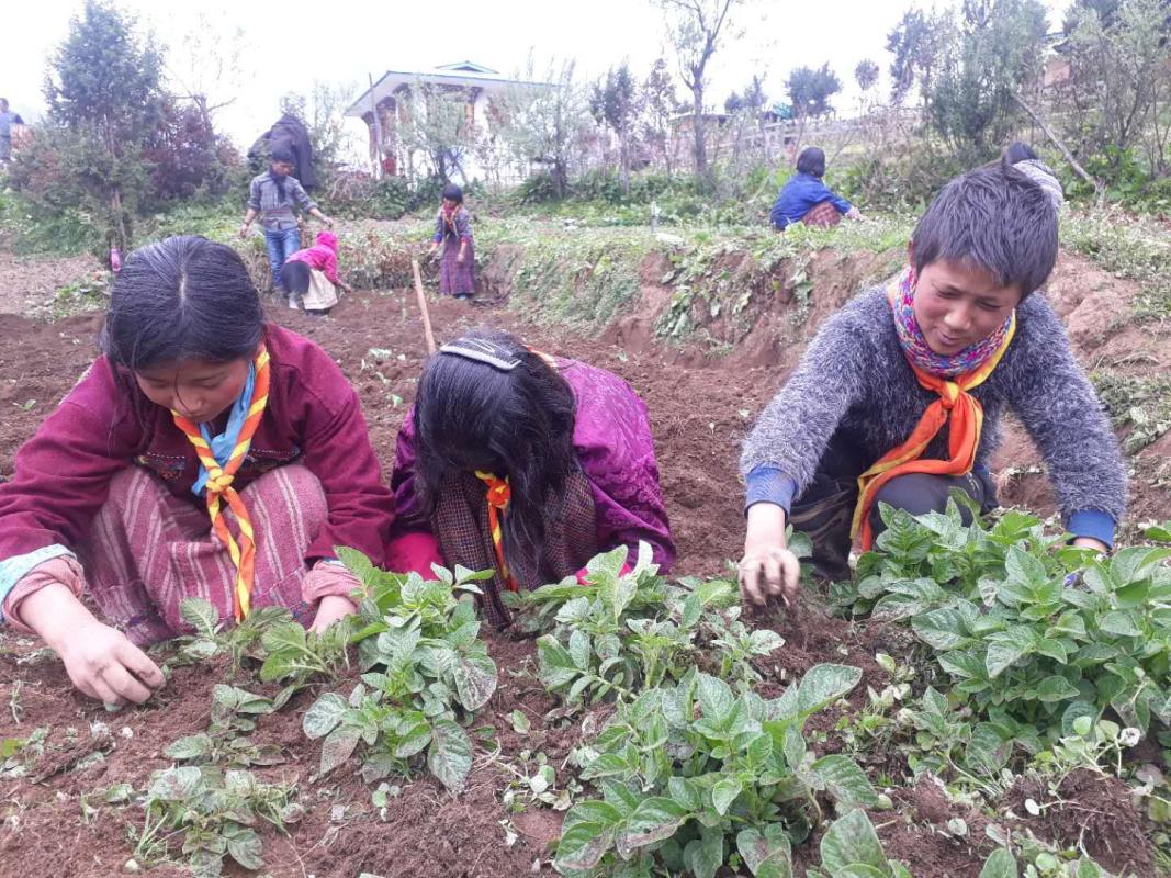 Scouts doing gardening works (Organic Vegetables)