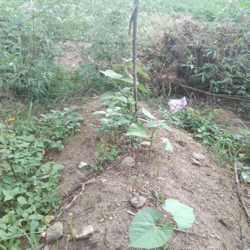Vegetable cultivation for scout fund. 