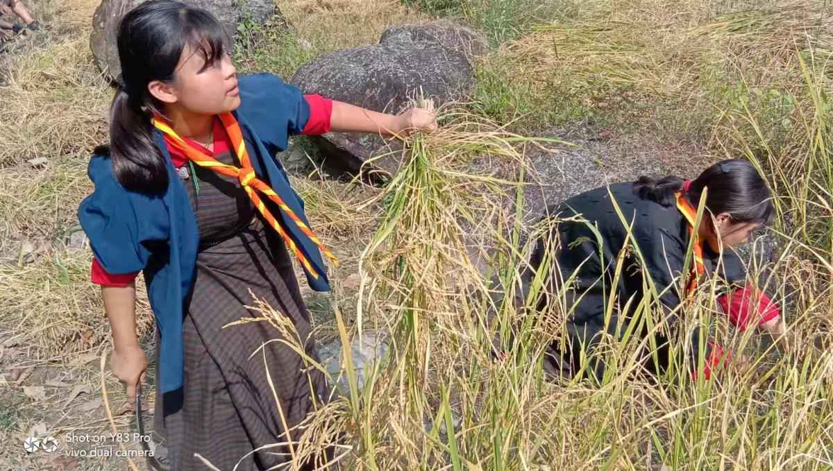 Helping community in paddy cultivation
