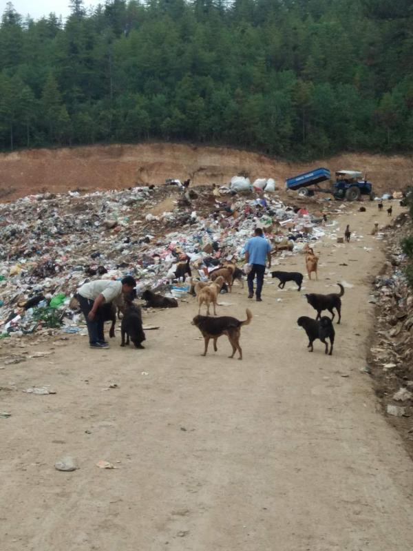 Mass dog sterilization and vaccination campaign thimphu £