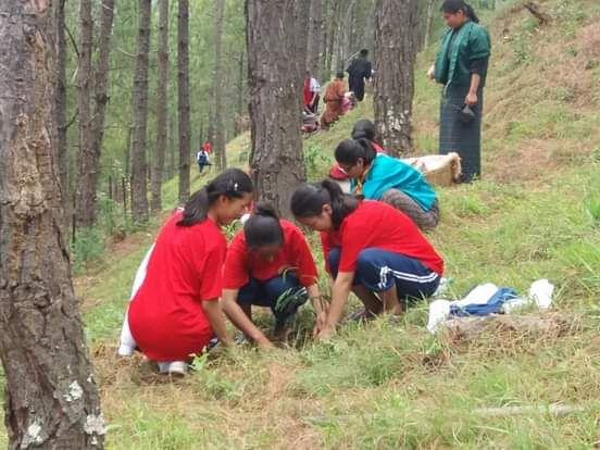 Fruits sapling for future generations
