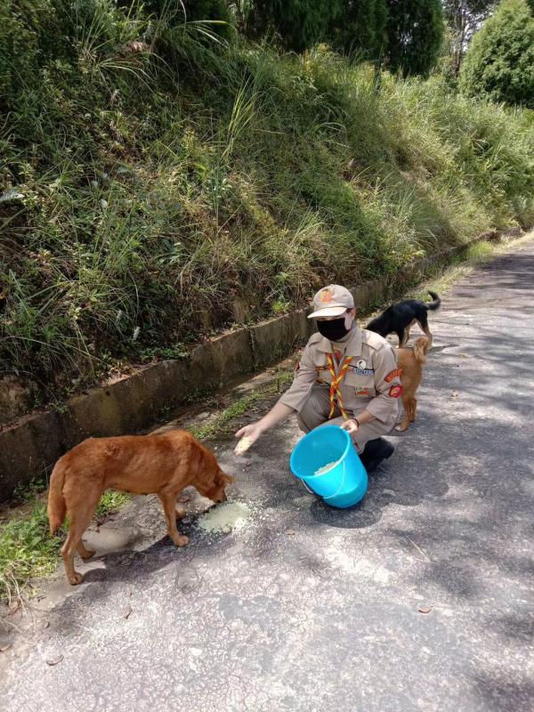 Dog feeding volunteer